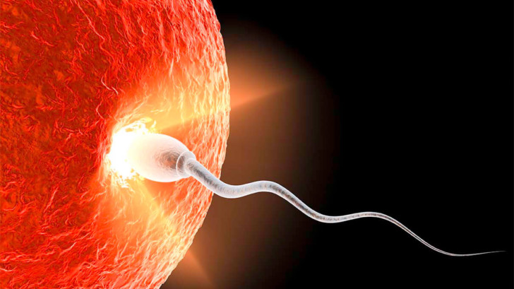 Сколько времени после овуляции яйцеклетка живет в организме женщины и сохраняет способность к оплодотворению?