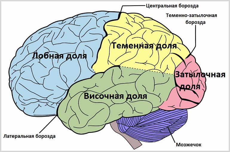 Как работает мозг человека и за что отвечает
