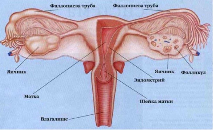 Как и где происходит процесс зачатия ребенка, какие ощущения у женщины в момент оплодотворения яйцеклетки?