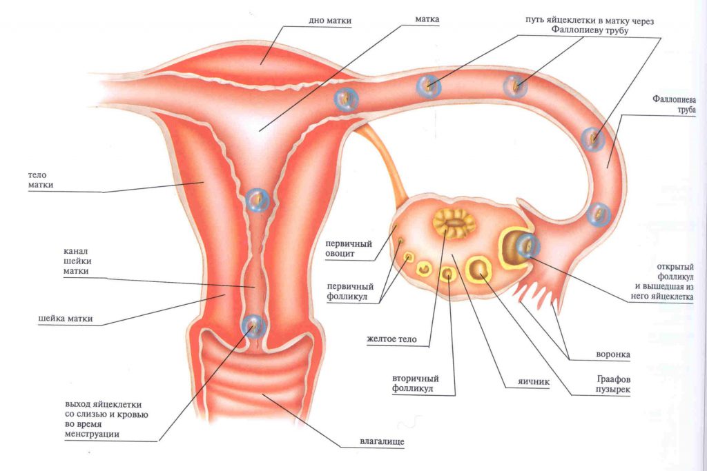 Через сколько дней должны приходить месячные и как долго они длятся, как понять, что менструация скоро начнется?