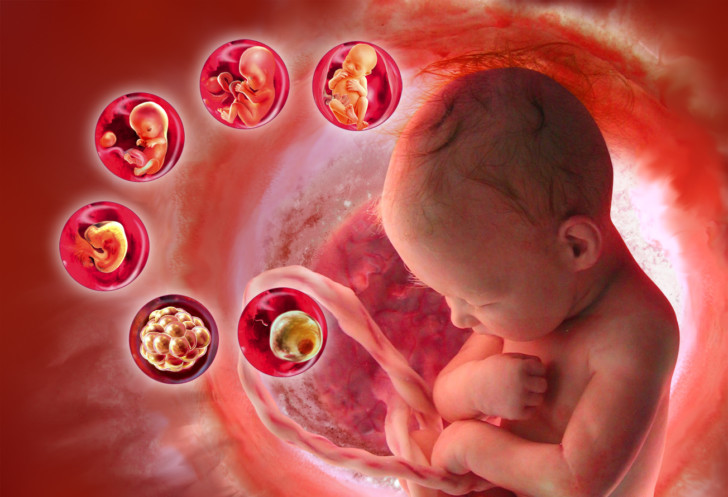 Как происходит зачатие и наступает беременность: процесс оплодотворения яйцеклетки по дням, первые симптомы