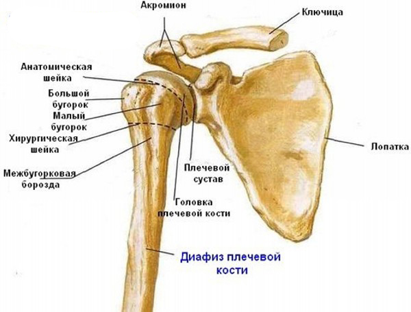 Фиксация при переломе плечевой кости