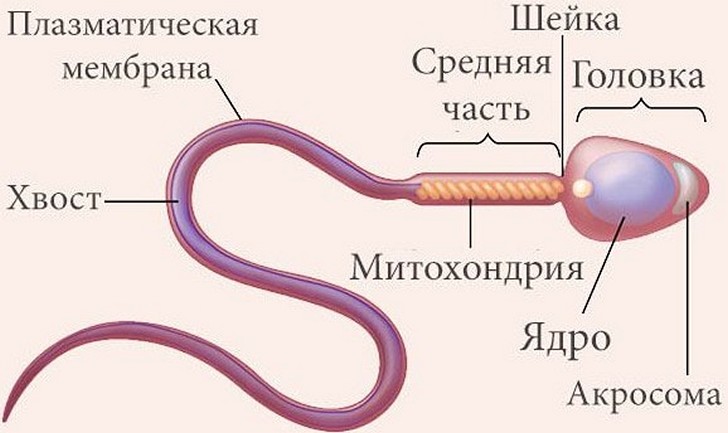 Патологические формы сперматозоидов в спермограмме: патологии, дефекты и аномалии головки, дегенеративные изменения