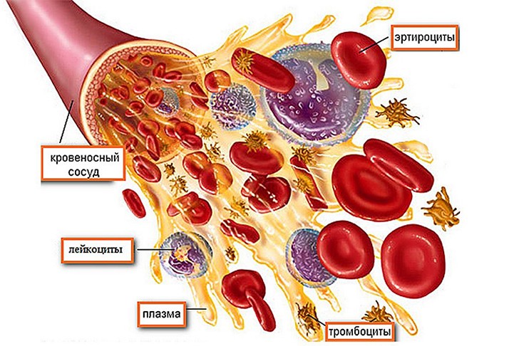 Эритроциты имеют форму двояковогнутого диска и содержат в основном пигмент гемоглобин