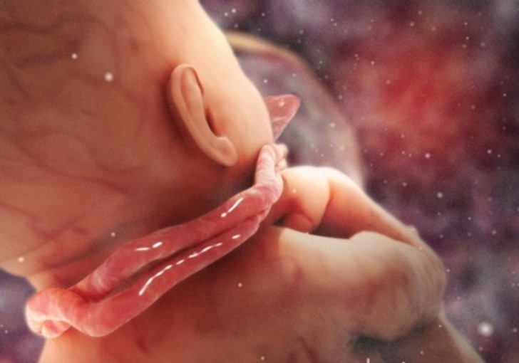 К чему крепится пуповина в животе будущей матери, что с ней делают после родов?