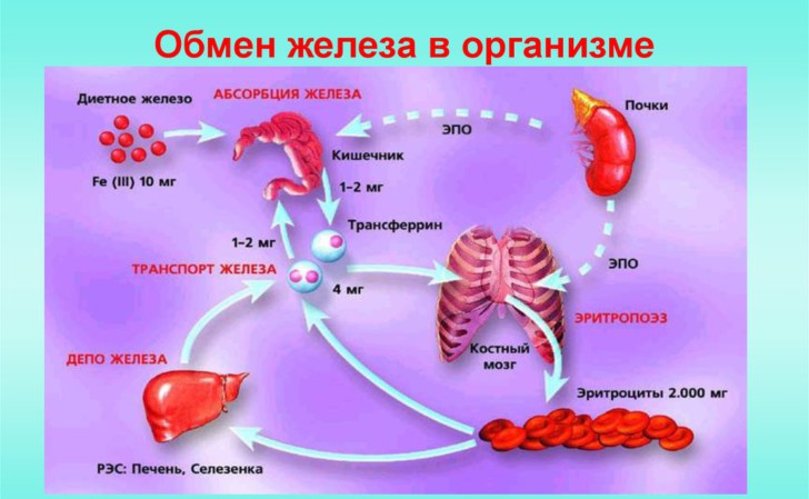 Какие препараты железа лучше пить во время беременности: список эффективных средств при анемии, суточная норма