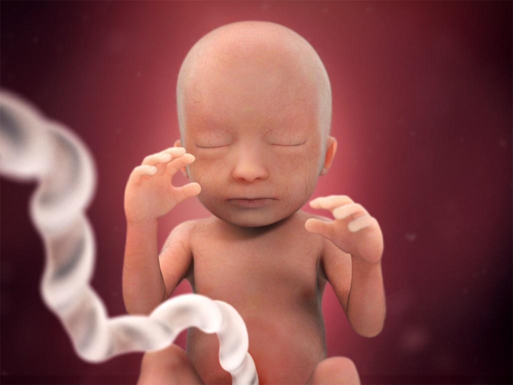 Особенности развития человека в эмбриональном периоде: какие стадии формирования ребенок проходит в животе матери?