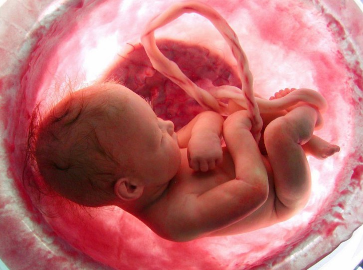 К чему крепится пуповина в животе будущей матери, что с ней делают после родов?