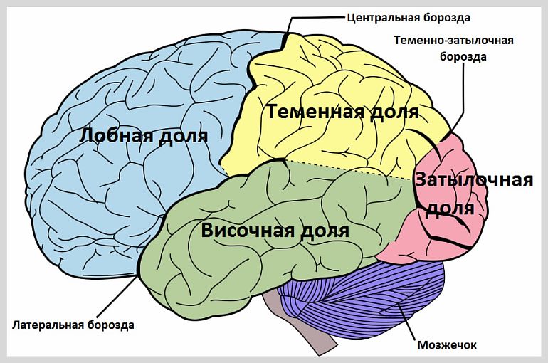 Что такое ангиома головного мозга