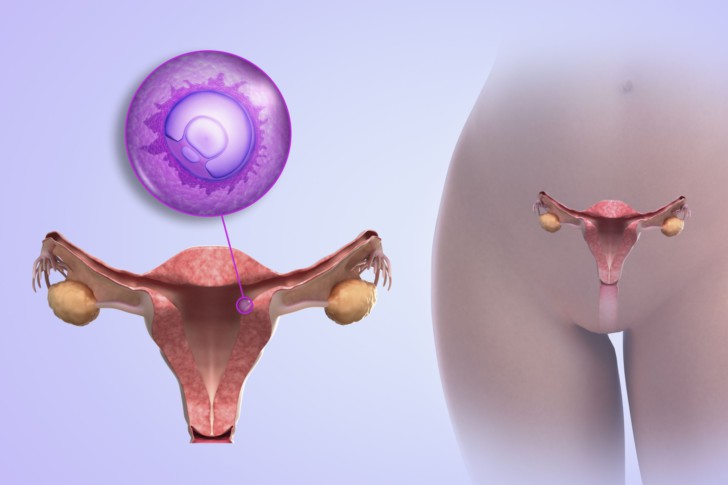 Как происходит зачатие и наступает беременность: процесс оплодотворения яйцеклетки по дням, первые симптомы