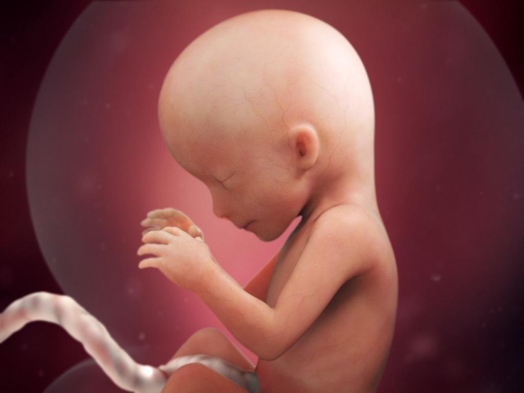 Особенности развития человека в эмбриональном периоде: какие стадии формирования ребенок проходит в животе матери?