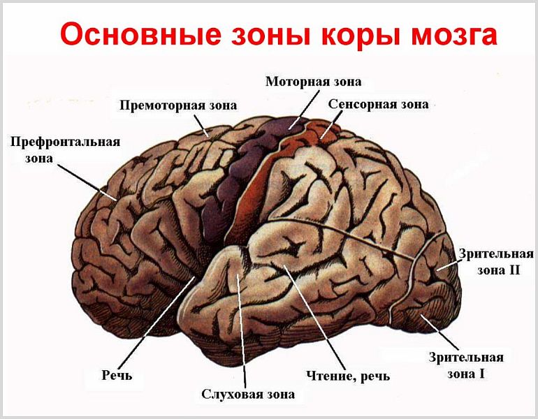 Как работает мозг человека и за что отвечает