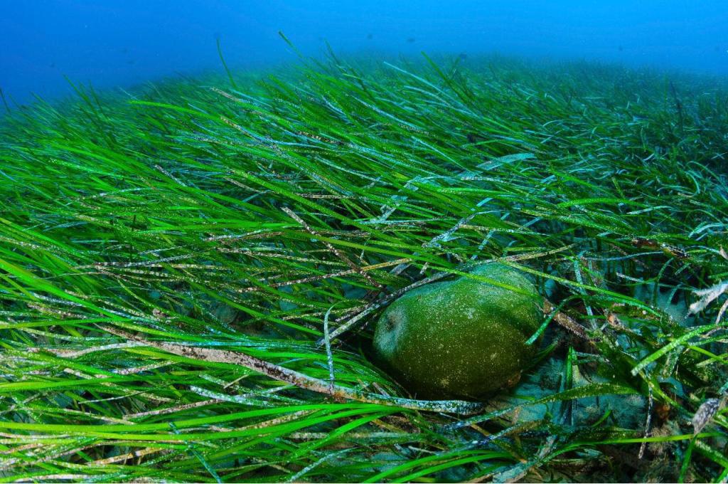 Полезные и лекарственные свойства морской водоросли спирулины, показания и противопоказания к применению