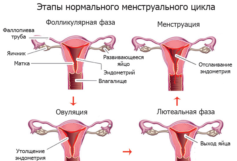 Через сколько дней должны приходить месячные и как долго они длятся, как понять, что менструация скоро начнется?