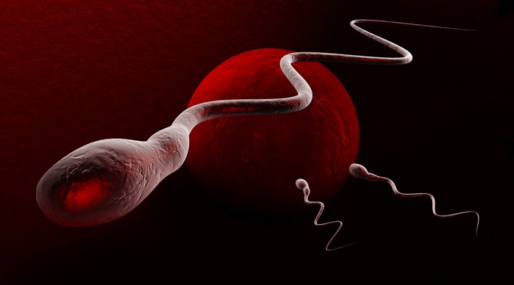 Есть ли в смазке – предсеменной жидкости – сперматозоиды и можно ли забеременеть из-за нее, если мужчина прервал акт?
