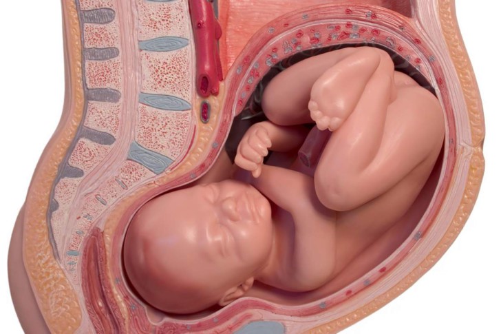 Понятие низкой плацентации при беременности: что это значит и чем грозит такое расположение плаценты?