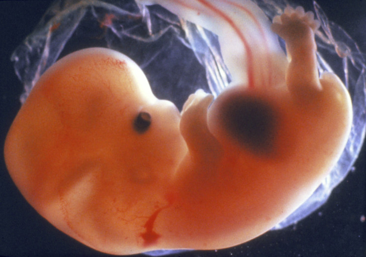 Что происходит на 6 месяце беременности: как выглядит живот, как развивается плод, что ощущает женщина?